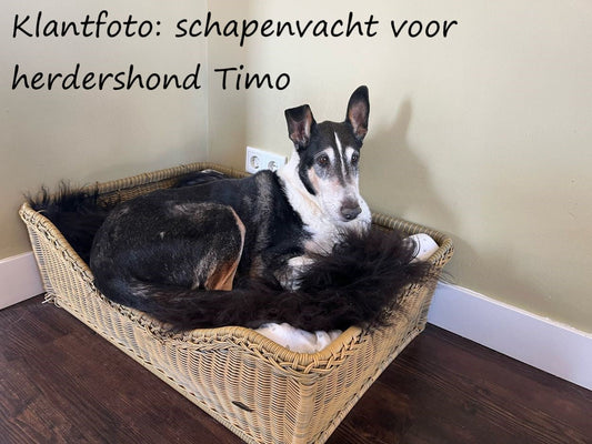 Schapenvachtje voor herdershond Timo