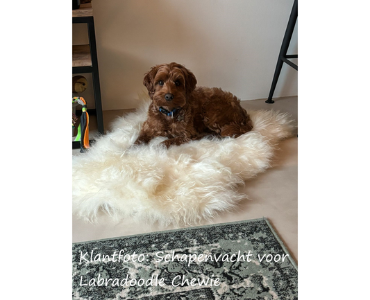 Schapenvachtje voor Labradoodle Chewie