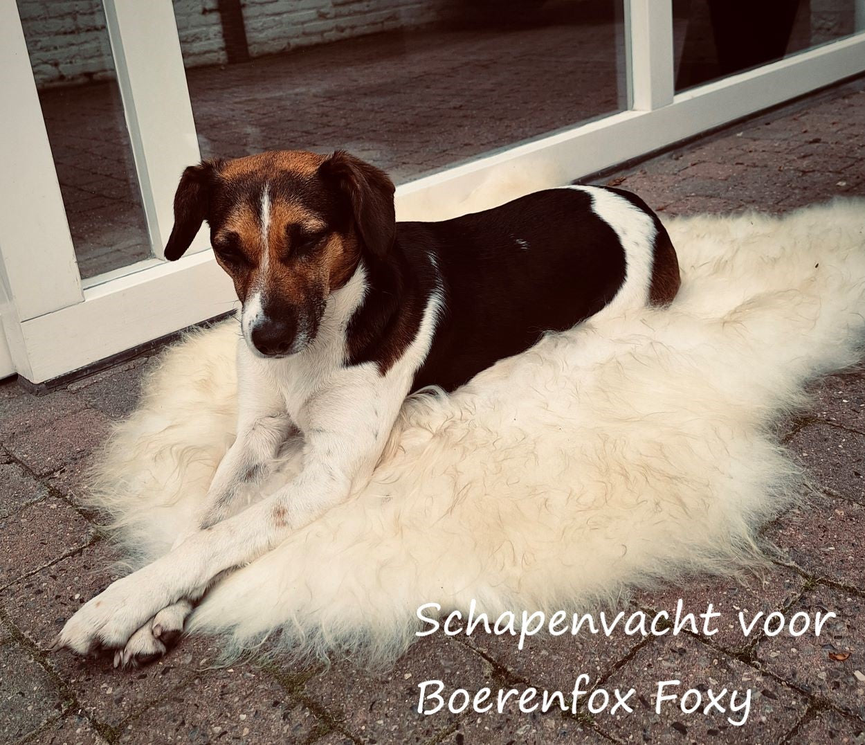 Schapenvacht speciaal voor dieren - crème wit