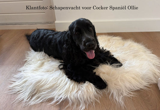 Schapenvacht voor Cocker Spaniël Ollie
