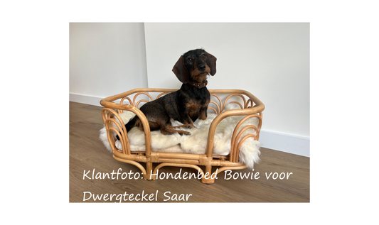 Dwergteckel Saar in hondenbed Bowie S