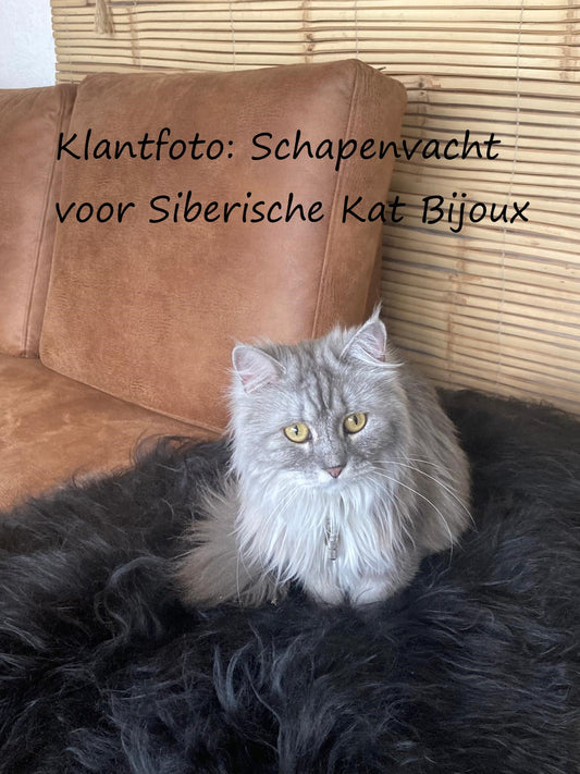 Schapenvacht voor Siberische kat Bijoux